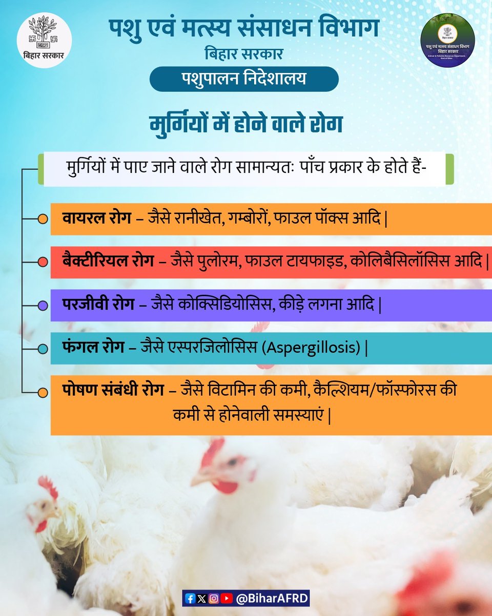 Animal & Fisheries Resources Dept., Bihar (@biharafrd) on Twitter photo मुर्गियों में होनेवाले रोगों के प्रकार।
<a href="/renu_bjp/">Renu Devi 🇮🇳</a> 
<a href="/Agribih/">Agriculture Department, Govt. of Bihar</a> 
<a href="/Dept_of_AHD/">Dept of Animal Husbandry & Dairying, Min of FAH&D</a> 
<a href="/IPRDBihar/">IPRD Bihar</a> 
<a href="/vijayaias/">nvijayalakshmi</a> 
<a href="/HorticultureBih/">Directorate Of Horticulture, Deptt of Agri, Bihar</a> 
#comfed
#dairy
#pashupalak
#fish
#fisheries
#BiharAnimalAndFisheriesResourcesDept मुर्गियों में होनेवाले रोगों के प्रकार।
<a href="/renu_bjp/">Renu Devi 🇮🇳</a> 
<a href="/Agribih/">Agriculture Department, Govt. of Bihar</a> 
<a href="/Dept_of_AHD/">Dept of Animal Husbandry & Dairying, Min of FAH&D</a> 
<a href="/IPRDBihar/">IPRD Bihar</a> 
<a href="/vijayaias/">nvijayalakshmi</a> 
<a href="/HorticultureBih/">Directorate Of Horticulture, Deptt of Agri, Bihar</a> 
#comfed
#dairy
#pashupalak
#fish
#fisheries
#BiharAnimalAndFisheriesResourcesDept