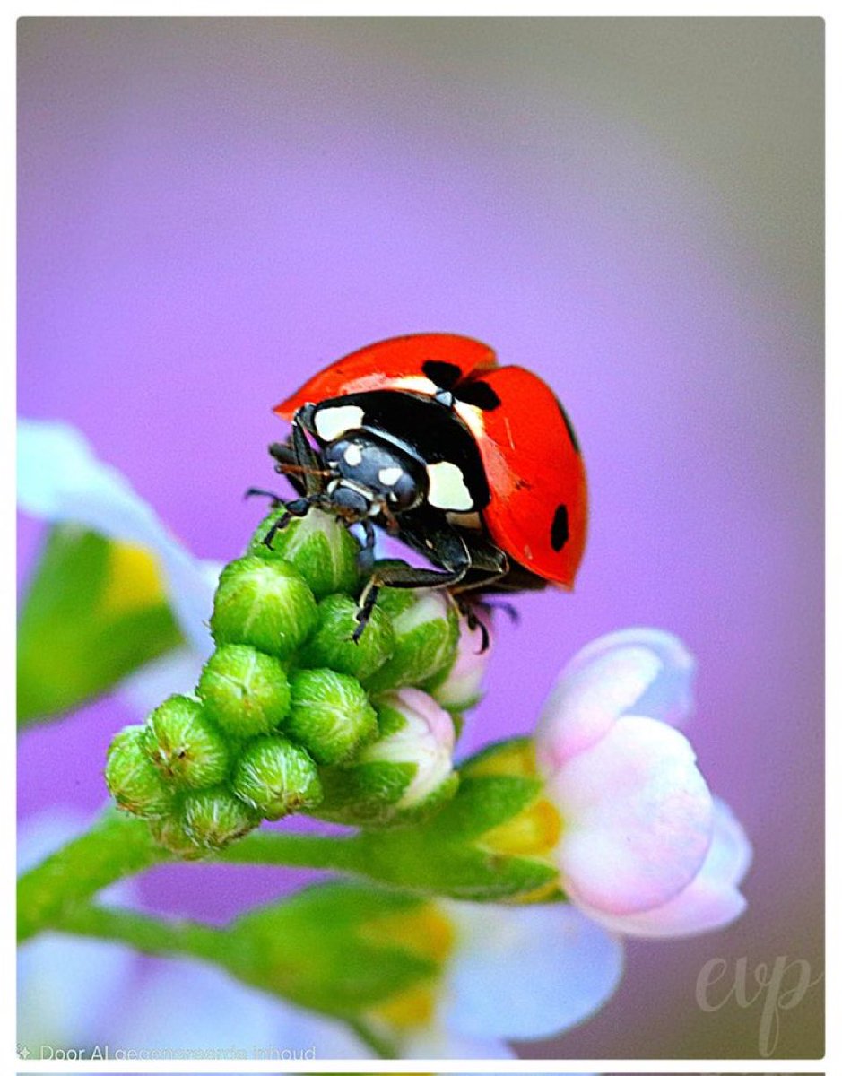 faunabeschermin's tweet photo. Wordt de kever straks nostalgie ?  #kever #kafer #coccinelle #lieveheersbeestje #ladybug  Schitterende opname van @Nollie70 https://t.co/gQ5N1EBu85