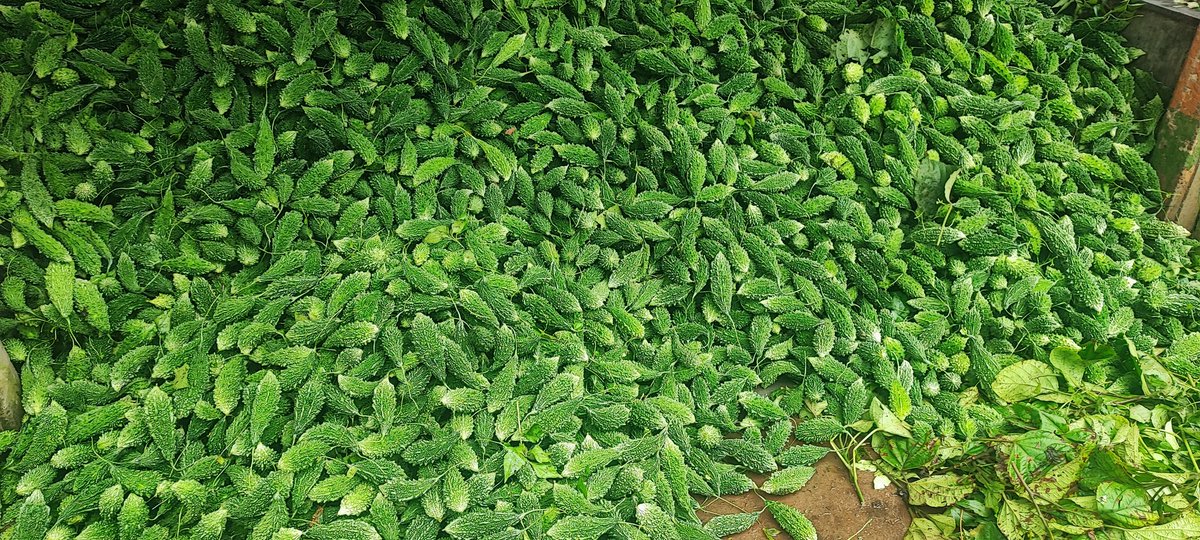 aanamikaray's tweet image. Dada packed 2kg + 2kg for me. Always painful to leave home for concrete jungle.

@monidipadey @bidishapsgs @smitabarooah @SreyashiDey #DurgaPuja #customs #sonam #laxmipuja @KanchanGupta