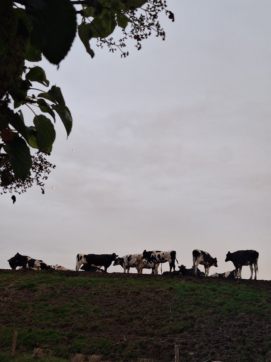 Ich möchte <a href="/beobachter5081/">Mam Mut</a> zitieren: hatten wir schon Kühe?