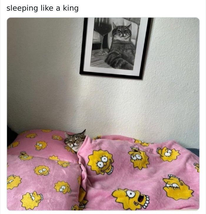 Posts Of Cats (@postsofcats) on Twitter photo 