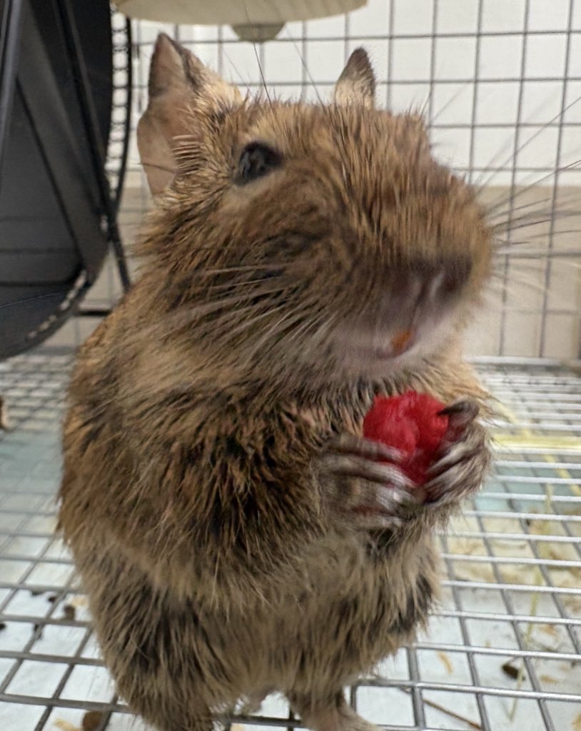 あざといおとこです