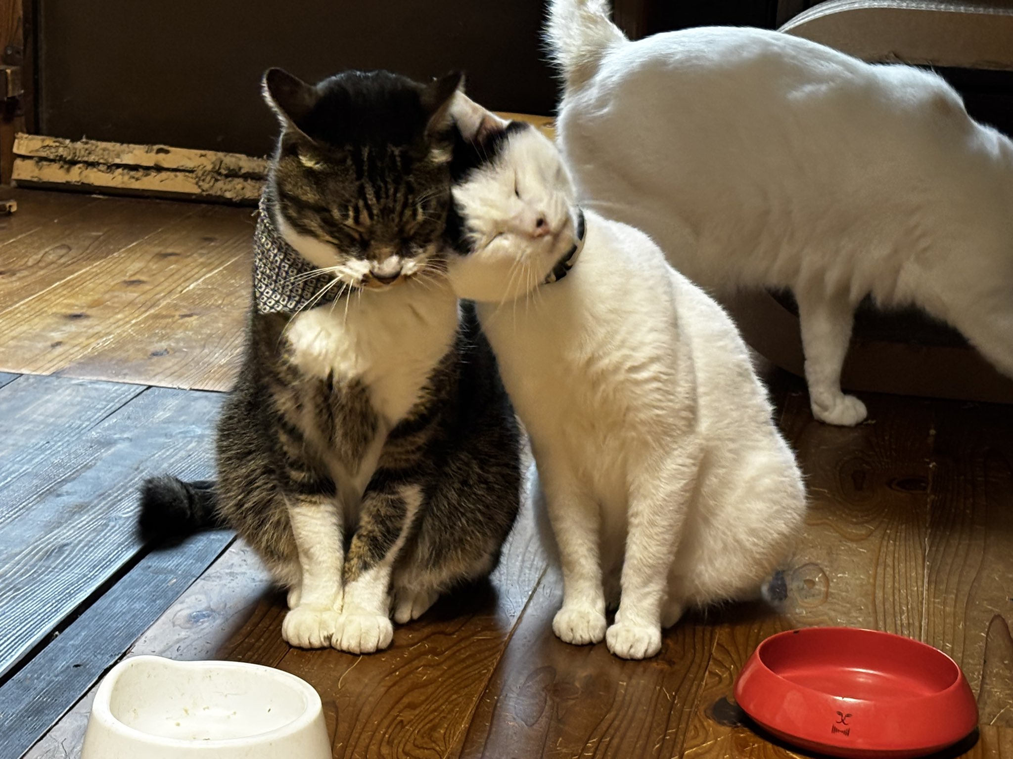 にゃんか屋ほんぽ (@nyankaya358) / X