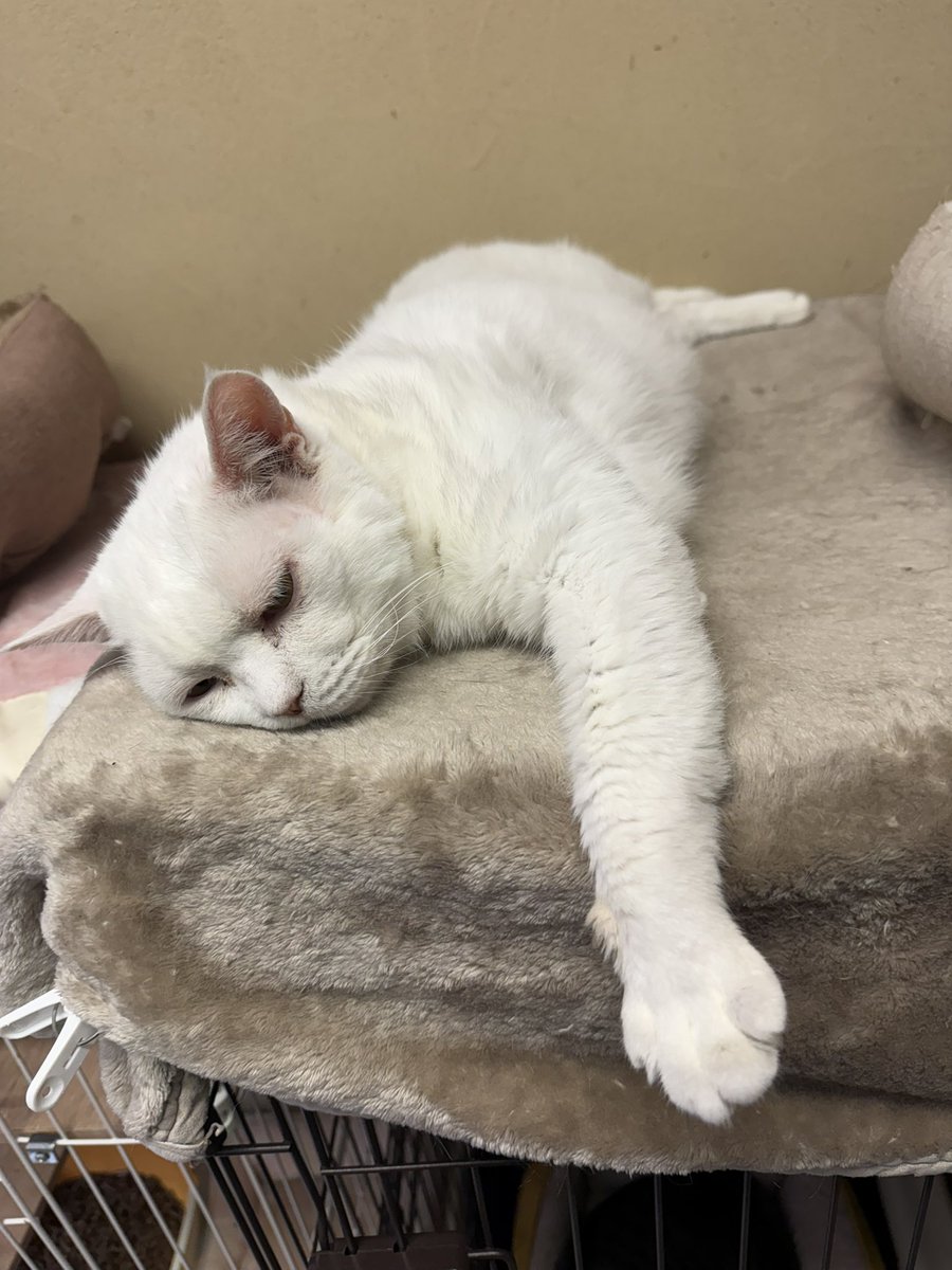 🍎【お茶の水店】🍏
　明日は、モデルルーム×保護猫譲渡会という
ネコリパブリック初のイベントが開催されます！
 10:00〜16:00
ぜひ足を運んでみてください♪

⚠️10月7日は臨時休業となります。

ねこまつりも終わりまであと10日間です！🥲
スタンプを集めてお得な特典をゲットしてくださいね♪✨