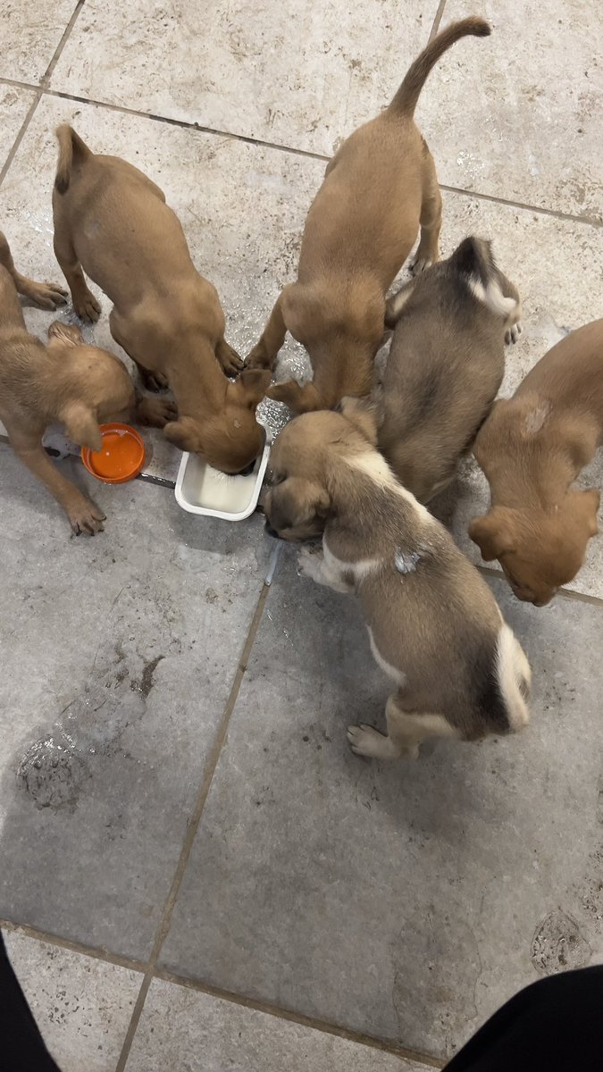soniak2004's tweet photo. In India if you start taking care of street dogs people start hating you. Anyone knows a good shelter for mom n pups in #Mumbai #straydogs please get in touch #animalshelter https://t.co/VE6URrNWiP