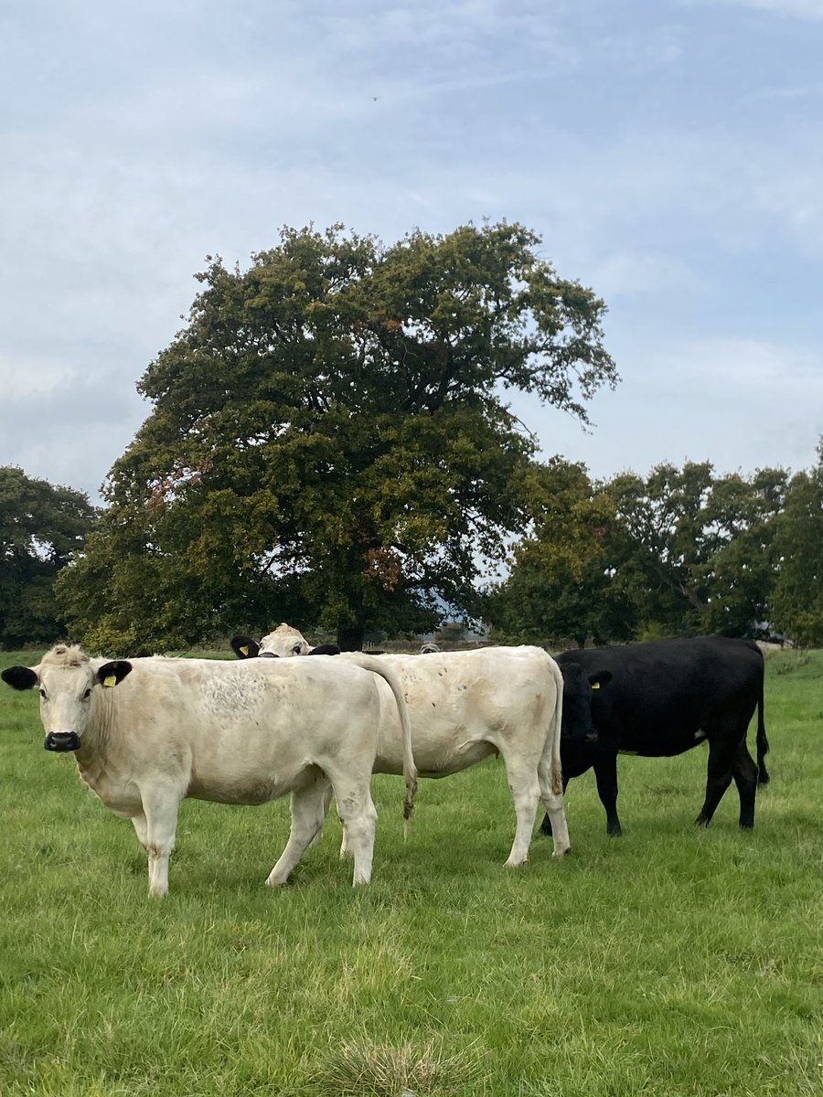 The world has some problems but apparently few greater than cows! #farming #cows #grass #carbon