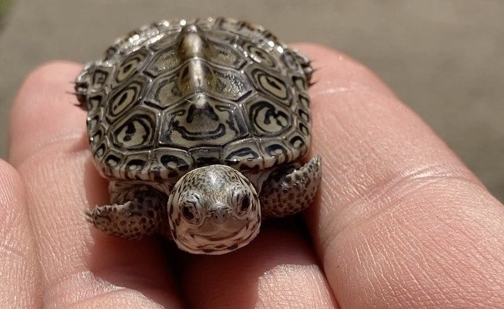 Günaydın ayarsızlar:) o fotoğrafta yapılanları unutup pişmiş kelle gibi sırıtanlar hariç.