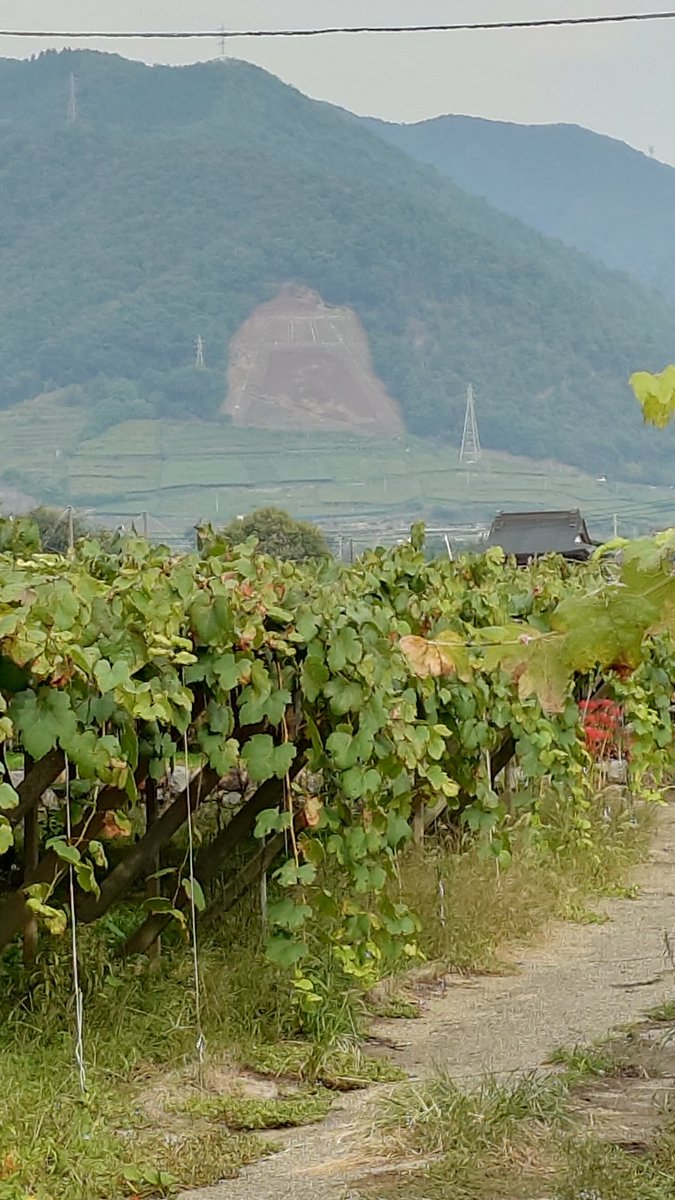 現在は残りのシャイン出荷をしています
ちなみに明日はぶどう祭りです
#シャインマスカット #ぶどう祭り