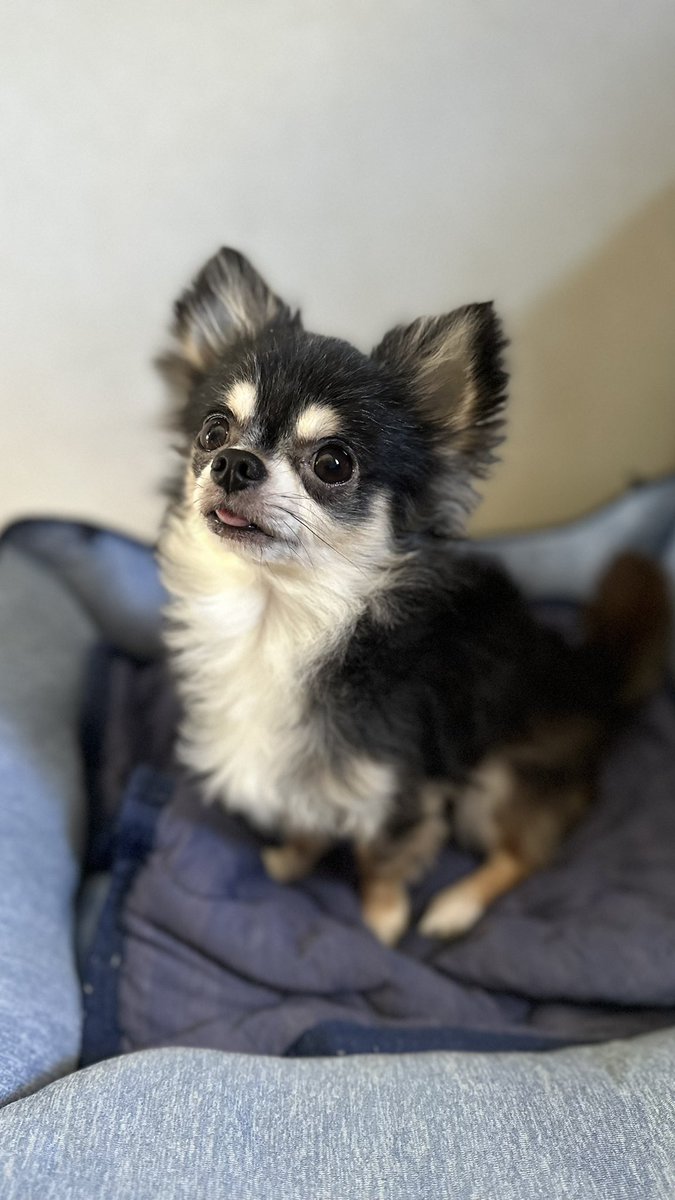 ビビです🐶ᩚ
どこを見てるんでしょうか？
#ちわわ #チワワ