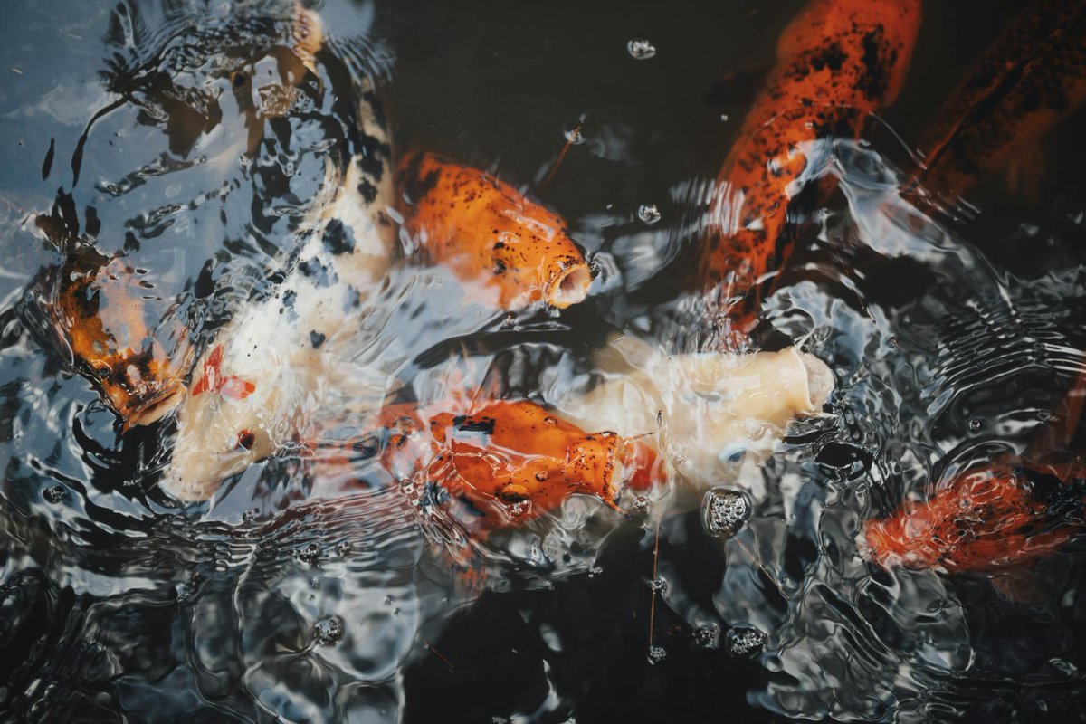 cahapeda92122's tweet image. Just added a new batch of vibrant guppies to my tank!��Their colors pop under the LED lights. Pro tip: Keep water temp at 24-26°C for happy fish.��#GuppyFishKeeping #AquariumLife #FishHobby