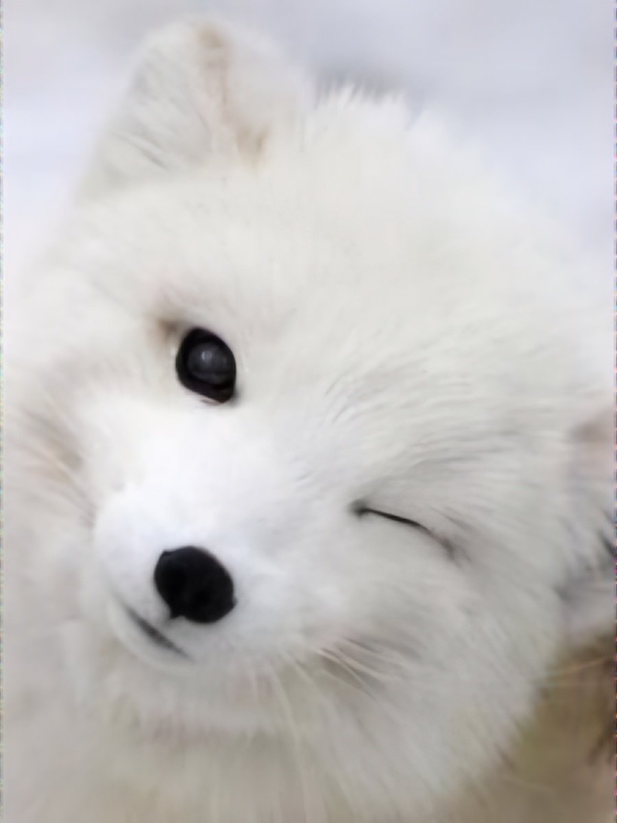 여우라이팅 : 잇범이옷을입고잇어도 윙크하는기부미가 이정도로밖에안보이는현상