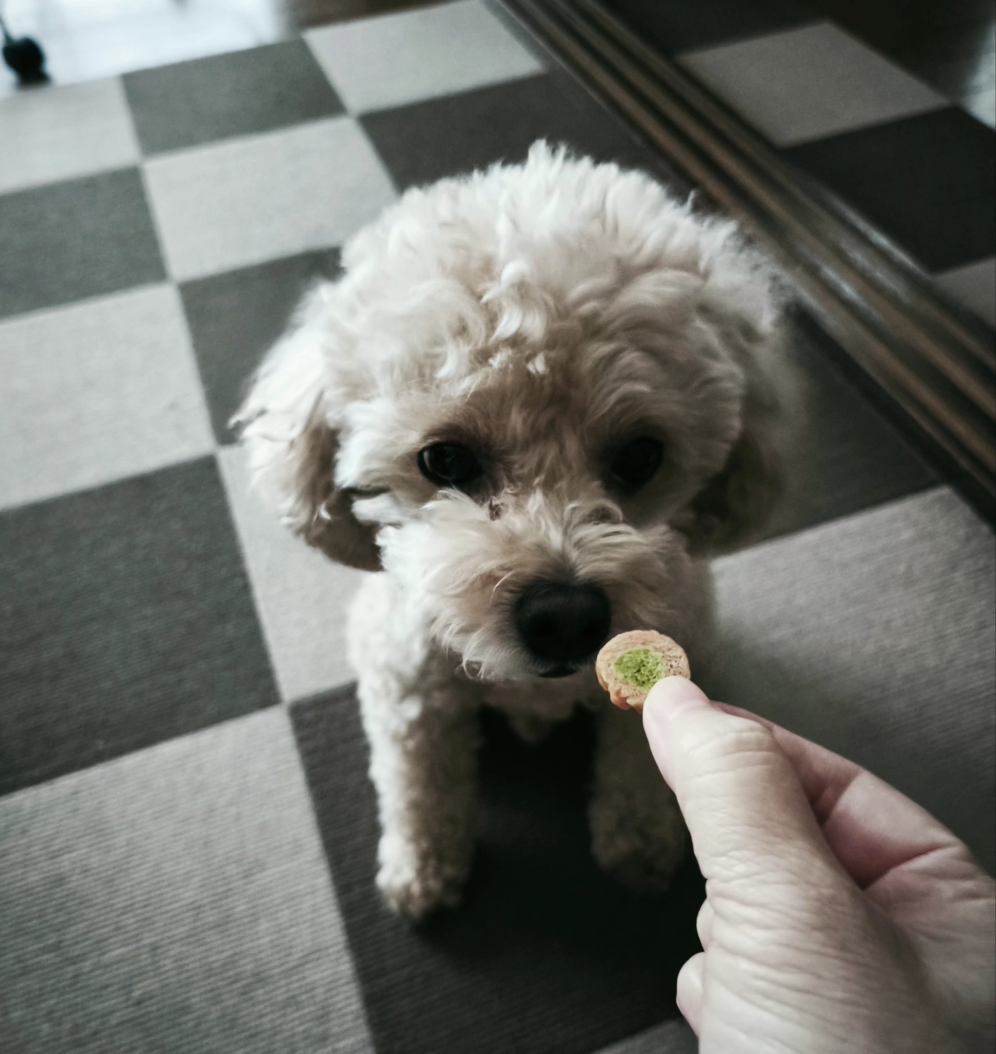 トイプーママ❤️ トリミングから帰ってきてすぐ おパンツ被らされたんですけど