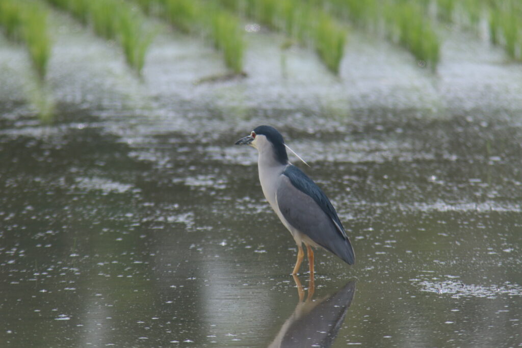 ブログを更新しました。 (農業政策のセミナーに参加してきました。) バードリサーチ活動状況 - blog2.bird-research.jp/?p=1281
