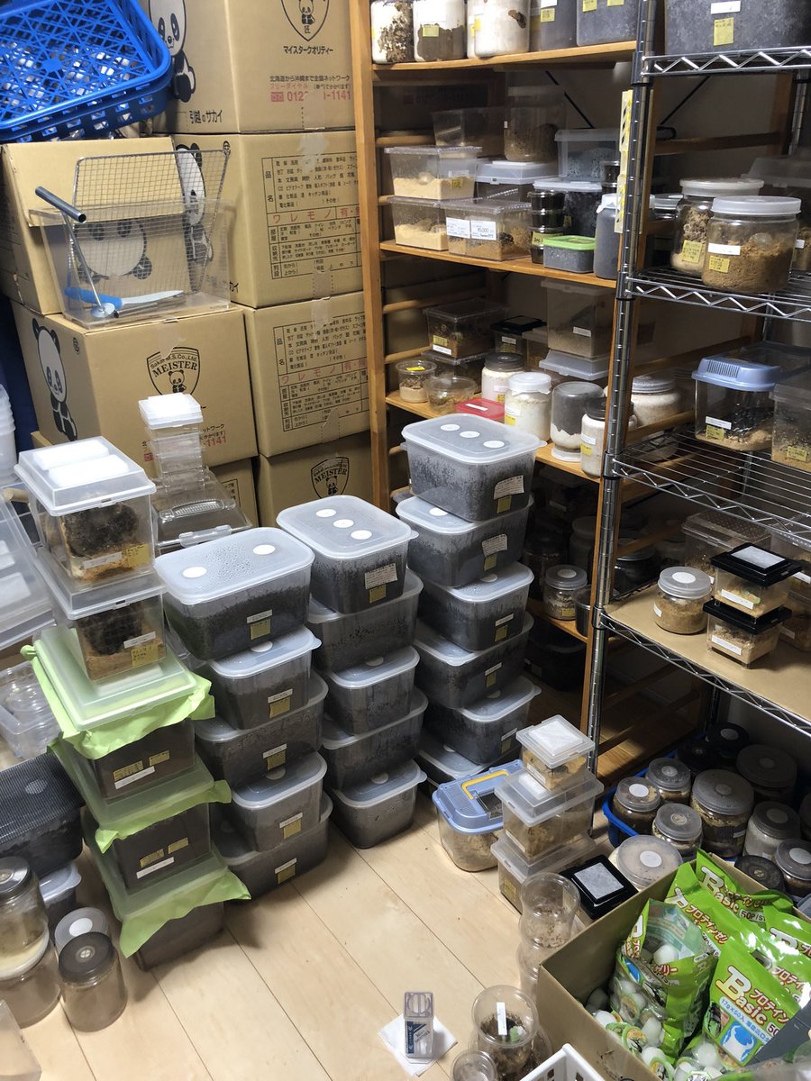 mashiro_PT's tweet photo. 21年4月に引っ越して来て1年前くらいまでカブクワ飼育部屋だったところを大改修してガンダム部屋へ転生

この部屋ギッシリに成体や幼虫が積上げられてたのが既に懐かしい

カブクワも観賞用や余裕できたら片手間で飼育できる種類をまたやるかぁー
何もいないのやっぱ寂しいんよなぁ https://t.co/oEaaNiOTMU