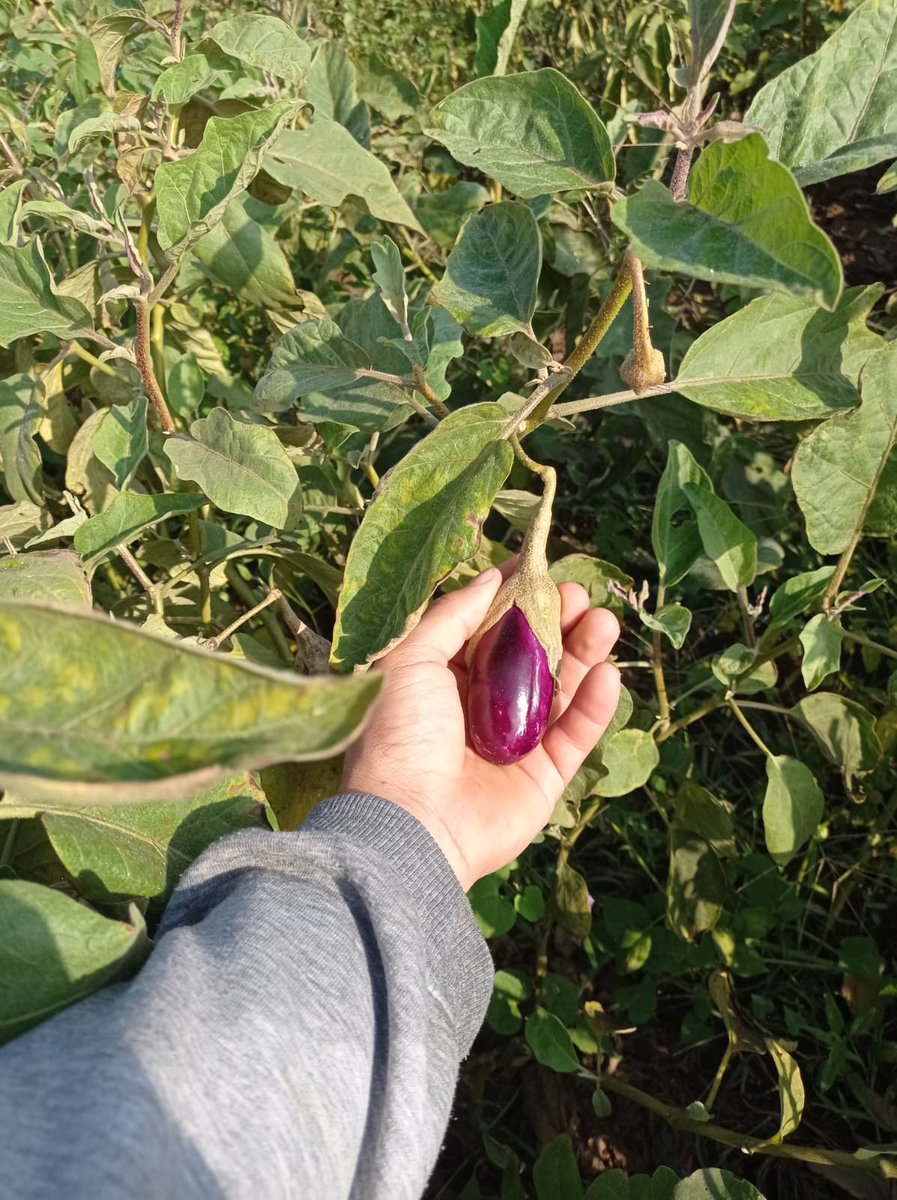 Bu da mı gol değil hakim bey?

Bize “ata tohumla ürün alamazsınız, zarar edersiniz” dediler.
Ama biz inandık, toprağımızın özüne sahip çıktık.
Ata tohum, bulunduğu coğrafyaya yüzlerce yıl içinde uyum sağlamıştır:
✅ O iklime en uygun yaprak yapısına sahiptir.
✅ Meyve yapısı en