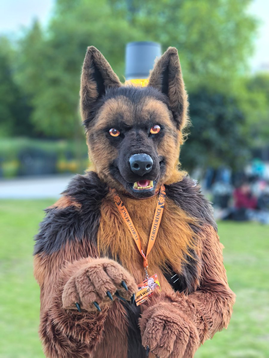 Happy #FursuitFriday in my <a href="/berrexter/">Berrexter 🇩🇪🇳🇱 🔜 RD 🇩🇪</a> suit

✂️ <a href="/IrruanWorkshop/">Irruan Workshop</a>
📸 <a href="/Guenther_vdO/">Günther vdO</a>
🗓 05.09.2025
🏨 #CCH
🏙 #Hamburg 🇩🇪
🦊 29. #Eurofurence
🎩 <a href="/eurofurence/">Eurofurence</a>

#EF #EF2025 #EF29 #fursuit #Furry #Shepherd #Convention #Berk #BerkWolf

Follow my Berk-News (TG):
t.me/Berk_News