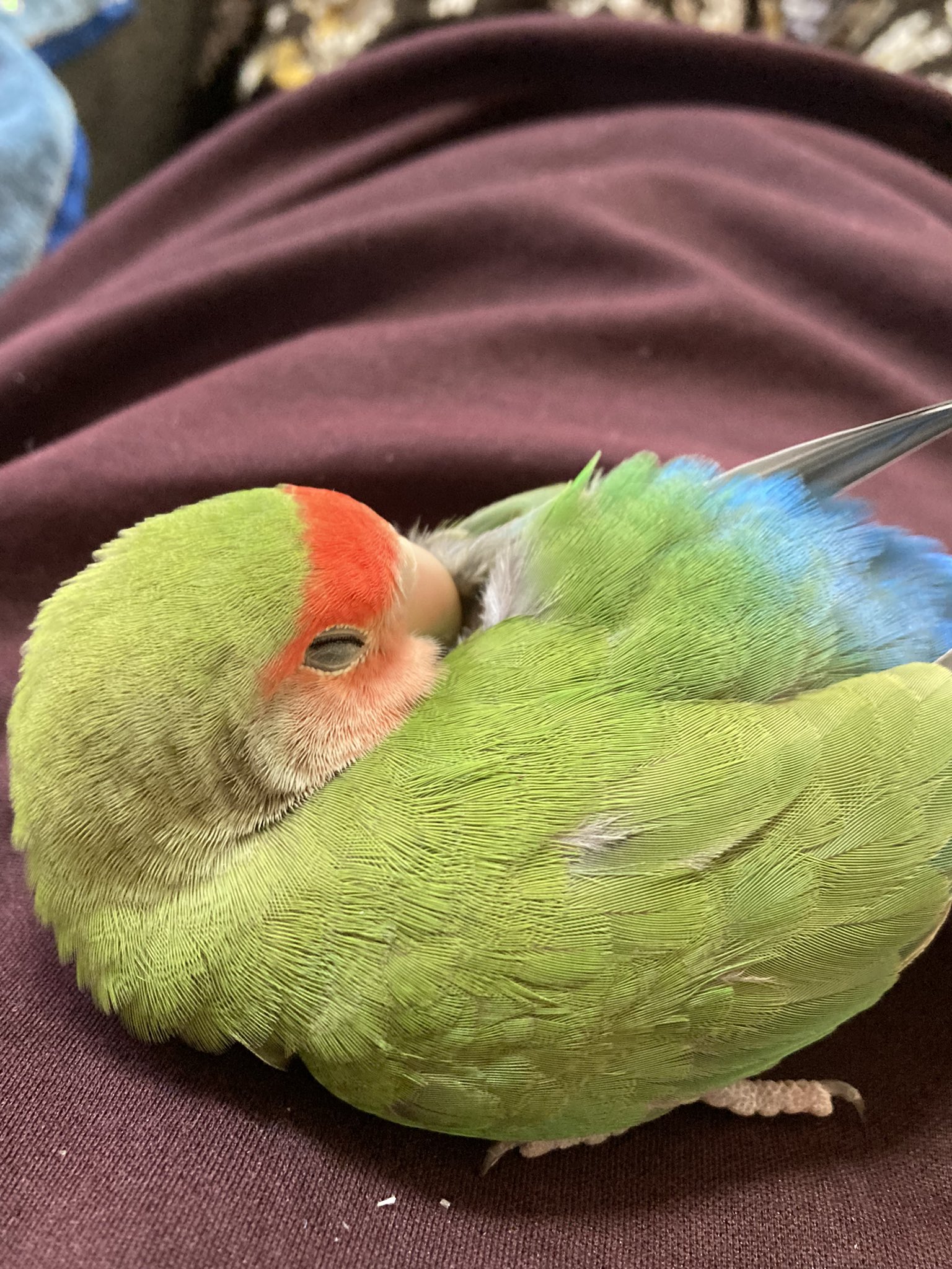 JUN、セキセイインコ大好き (@Sekisei_Daisuki) / X