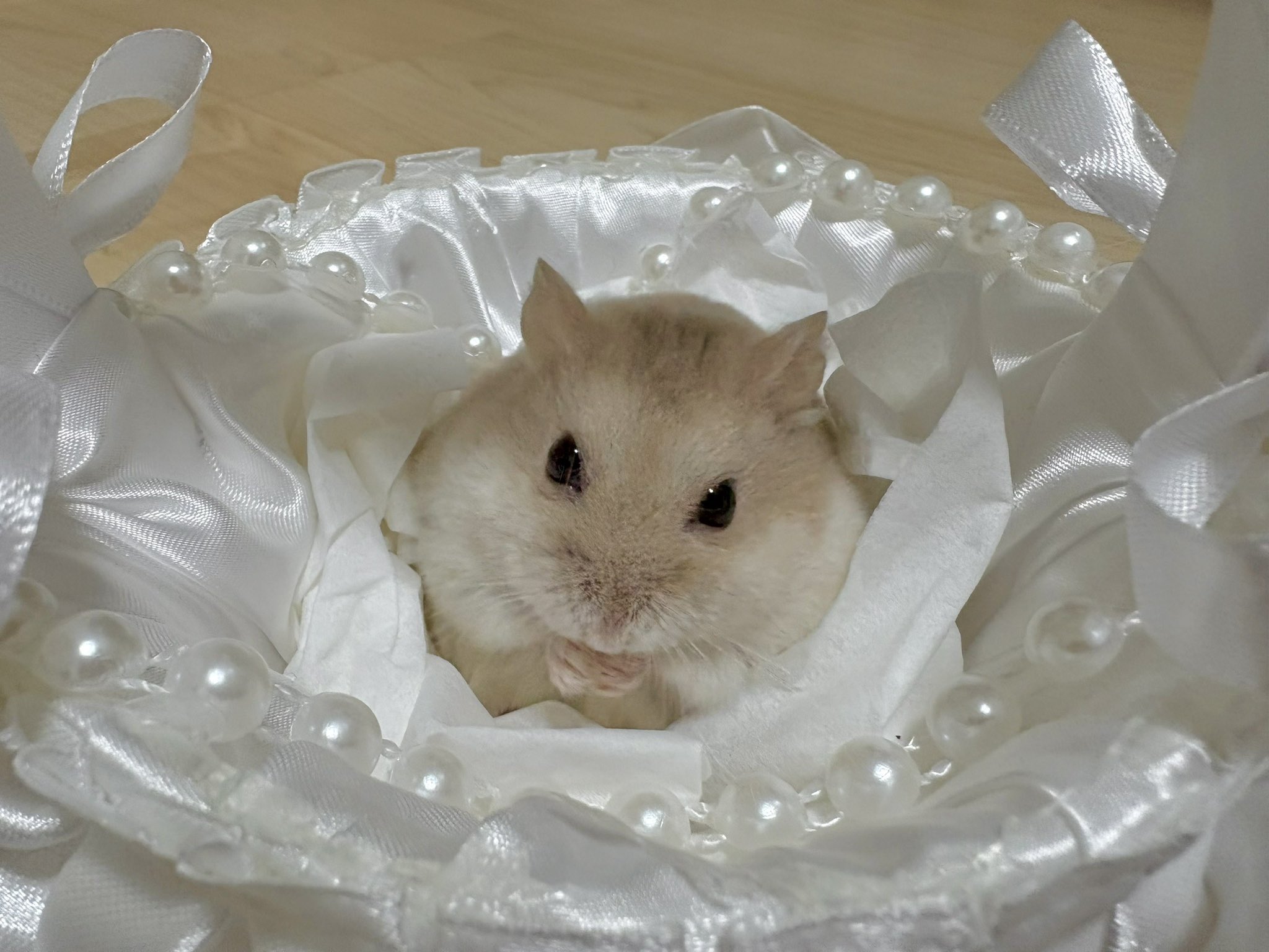 【中古】ないしょのハムスター ハムスターちゃんねる on X: 