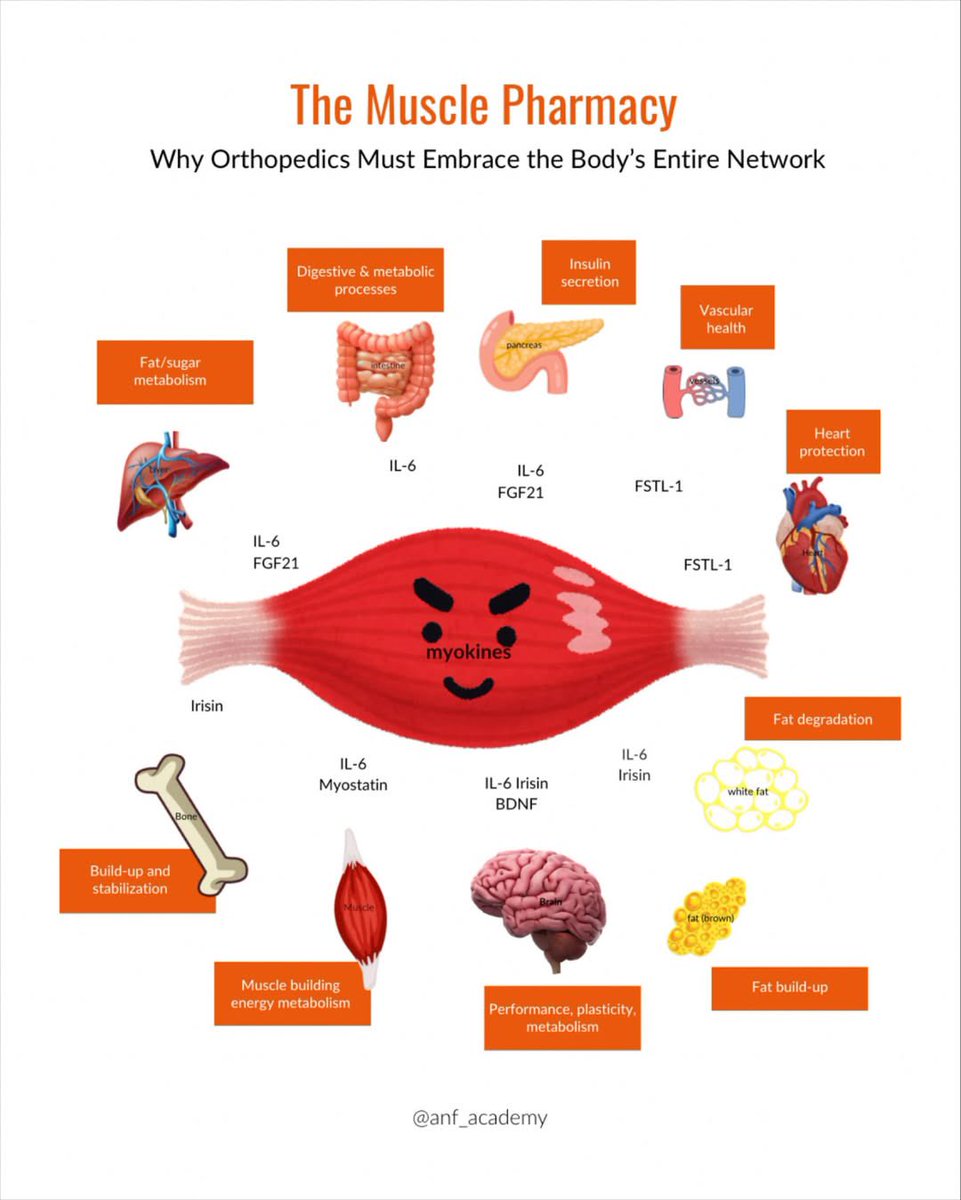 Did you know your muscles act like a pharmacy for your entire body?
When you move, your muscles release messengers called myokines and they influence almost every organ system. Here’s how
#musclebuilding #physiology #deprem #EliminacaoAFazenda #Taylor #SB19 #Rams #biotech #pharma