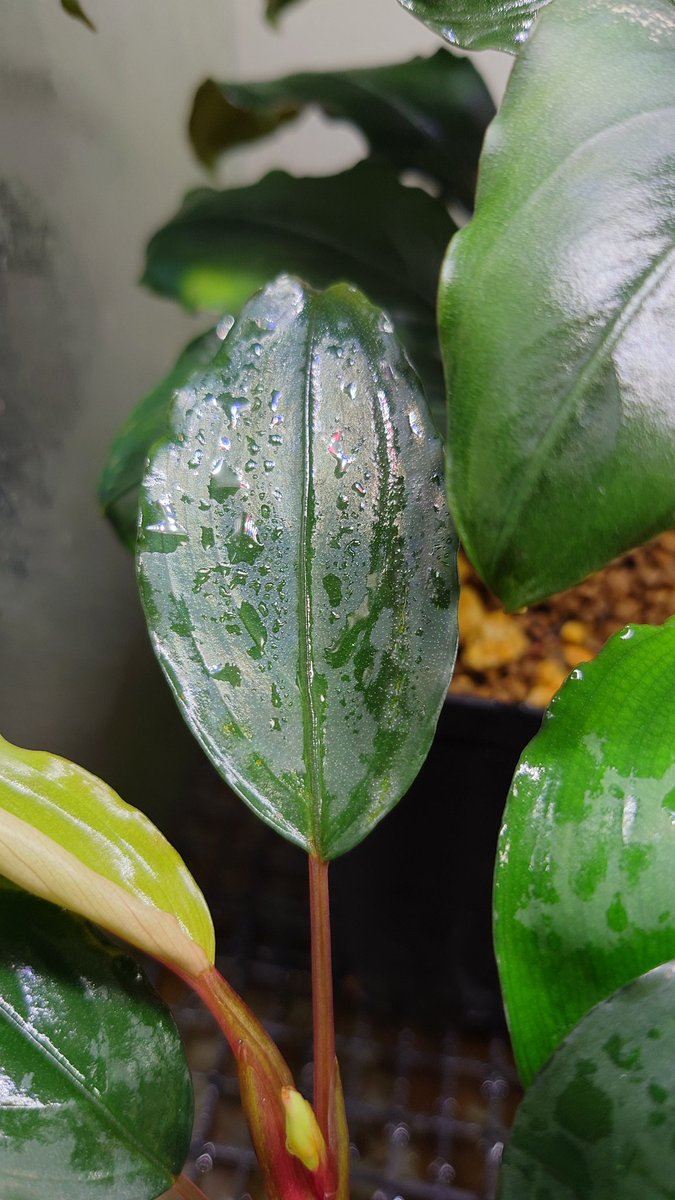 BUCEPHALANDRA sp. Kedukul