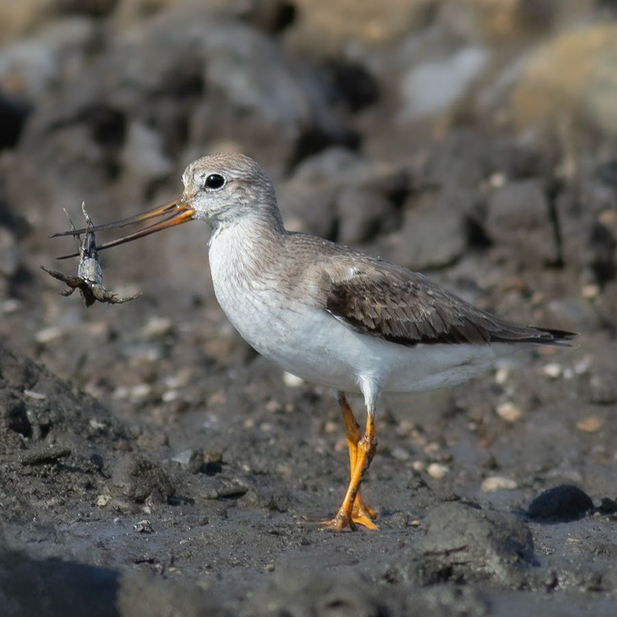 Dediler nadirattan Terek Düdükçünü Fethiye'deymiş. 
Kaçırmak olmaz. 
Çok tatlıymış ya. Bakmayın bu duruşuna küçücük kendisi. İki avucuna sığar. :))