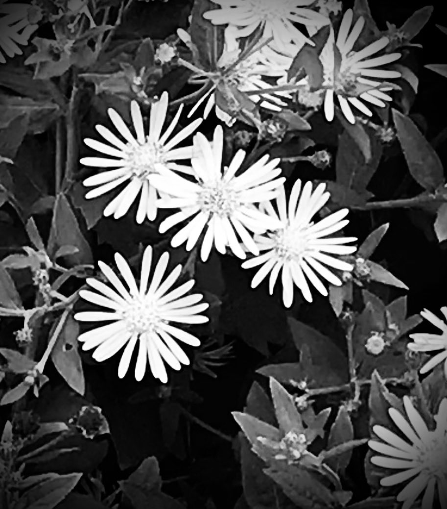 #fot_o_ktober
#bloemen_in_zwartwit
⁦<a href="/jolandabrwr/">JoLaNDa_hobbyfotograaf</a>⁩