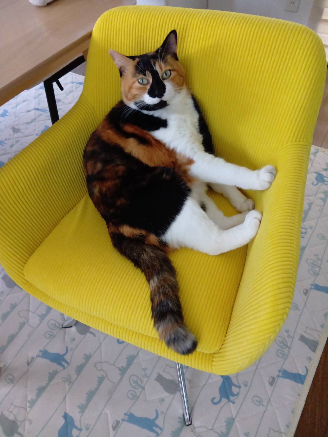 三毛猫はなこ (@hanako20180721) / X