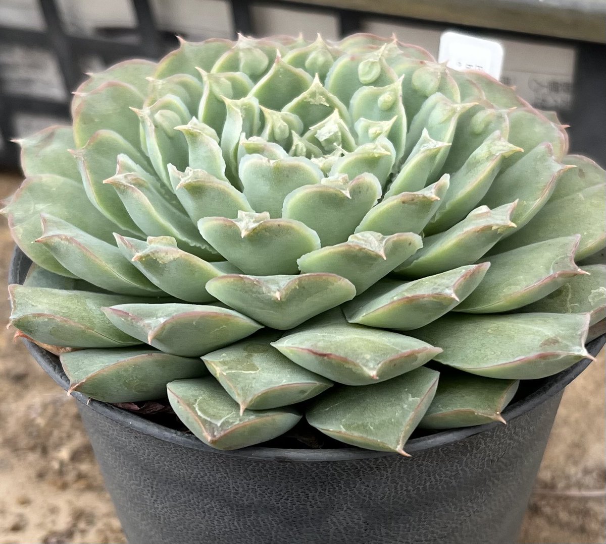ぷりんの植肉植物 backend=imagemagick;version=1;