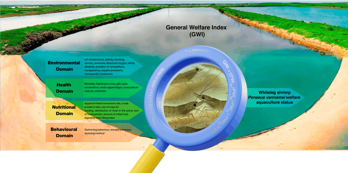 Fishes_MDPI's tweet photo. 🐟#HighlyCited
Insights into #Decapod Sentience: Applying the General #Welfare Index (GWI) for Whiteleg #Shrimp (Penaeus vannamei—Boone, 1931) Reared in #Aquaculture Grow-Out Ponds
👉https://t.co/LqRzTxbuRF
🌊#animalethics #nociception #welfareindex https://t.co/XyznytOk7H