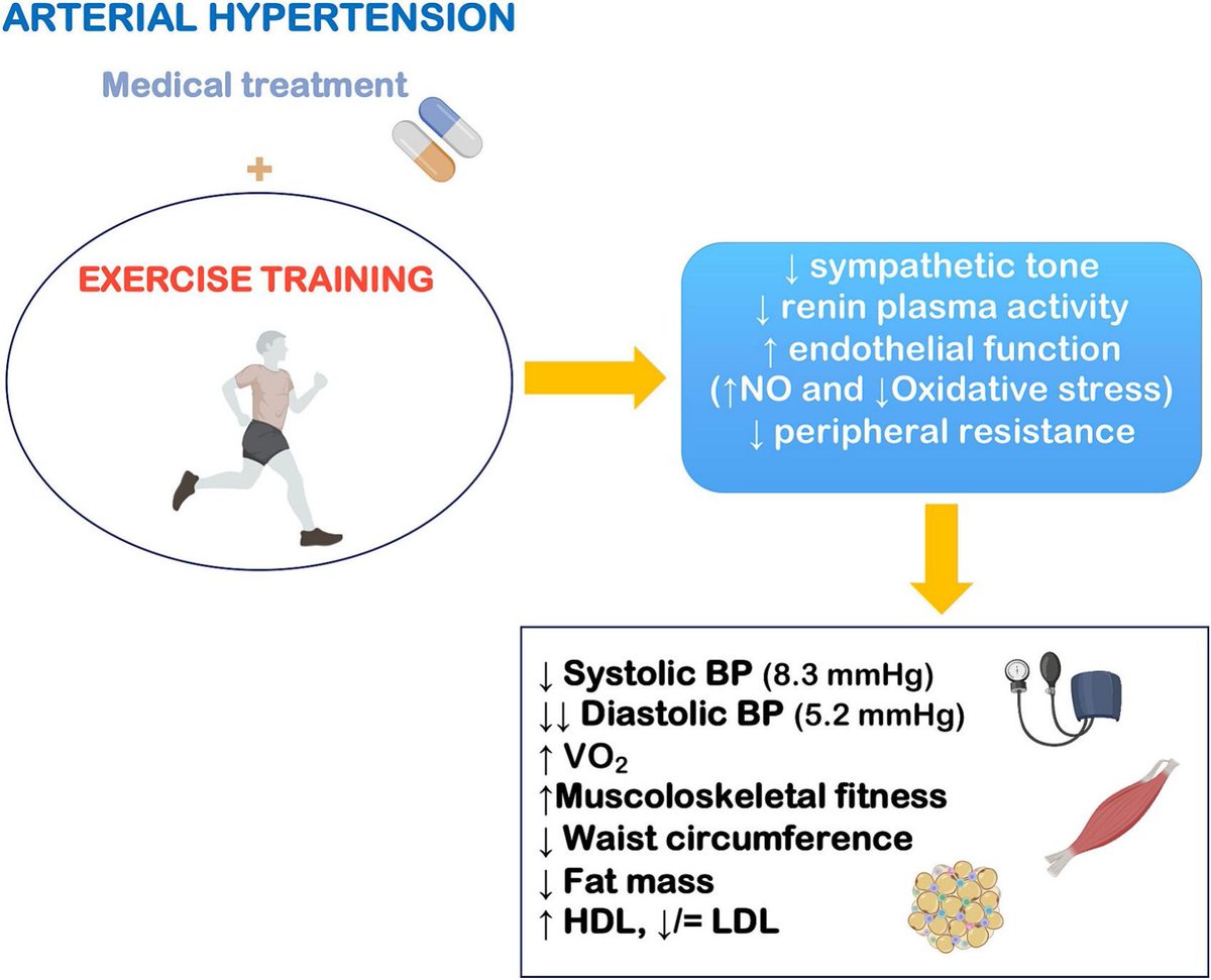 Physical exercise in hypertensive heart disease: From the differential diagnosis to the complementary role of exercise
pubmed.ncbi.nlm.nih.gov/38844090/