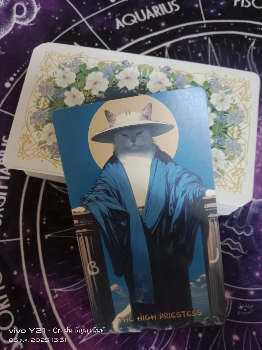 🔱rainny kitty tarot🔱 tweet media