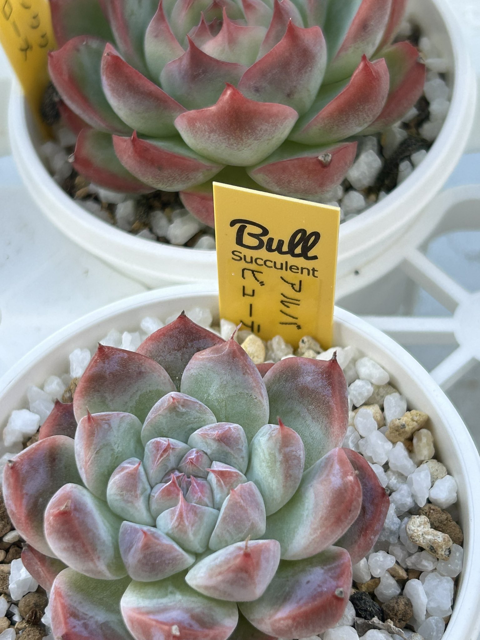 多肉植物 - Search / X