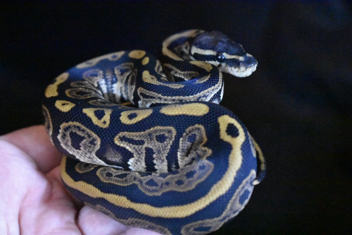 reptile_CRESTA's tweet photo. ブラックパステルJava
66%hetモナークアルビノパイ
#ボールパイソン
#爬虫類
#爬虫類専門店
#ballpaython
#reptiles
#royalpythons
#python
#reptile https://t.co/eTkXsRZka7