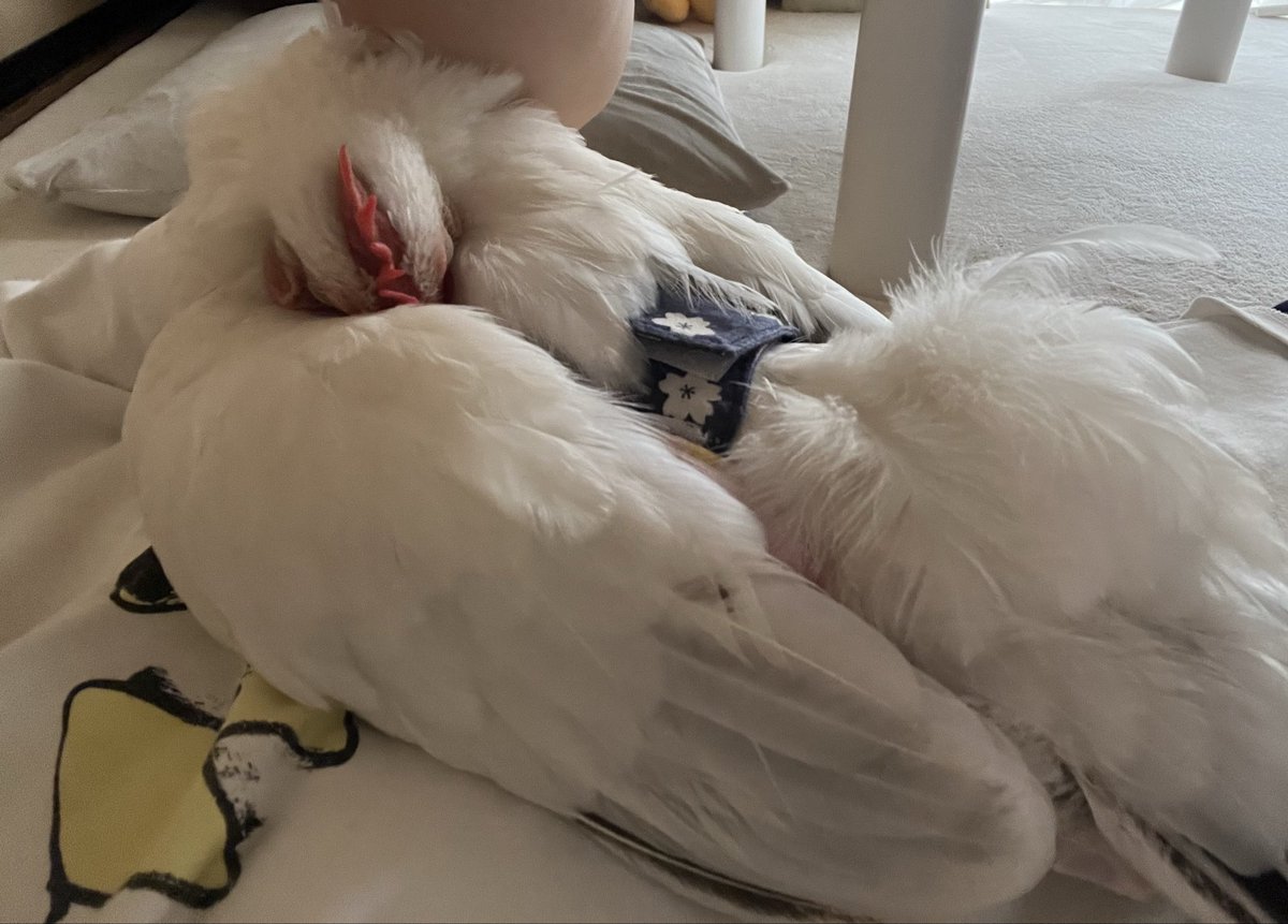 pipipimimimi3's tweet image. うにちゃん🐔
ねんねちゅう💤

 #チャボ  
 #にわとり