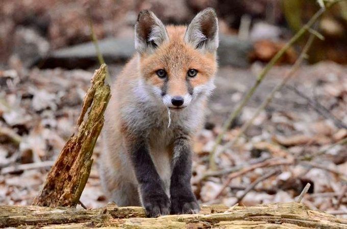 ChrisGPackham's tweet image. Good morning and thank you to @Worn_Earthling Tobias Andresen for today&apos;s young #FoxOfTheDay !