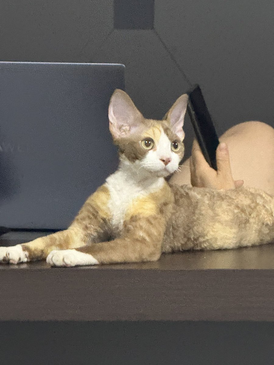 lsland11's tweet photo. 小猫 https://t.co/J9TEo7011w