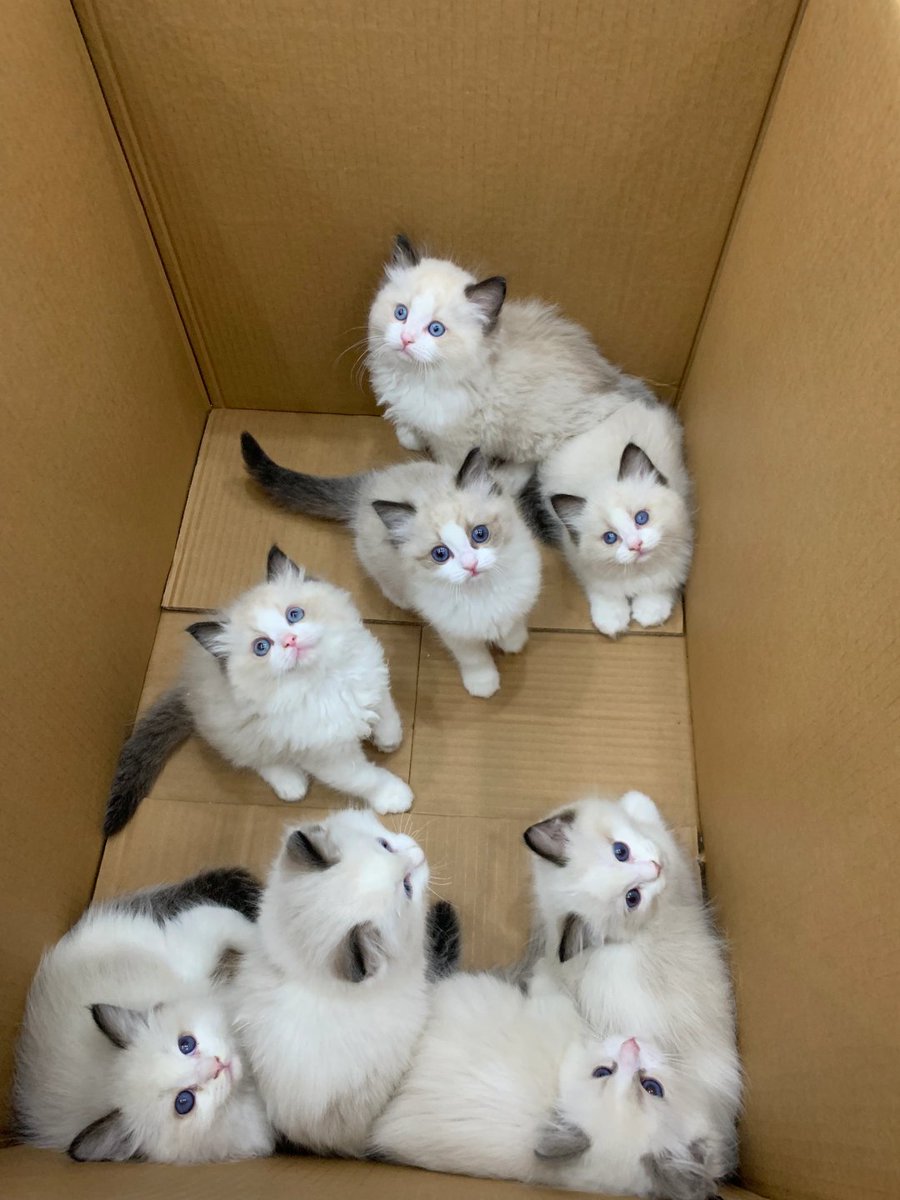 Codiecewser's tweet image. 耳元で雪が降る音が聞こえてくるような気がする。❄️👂🐈