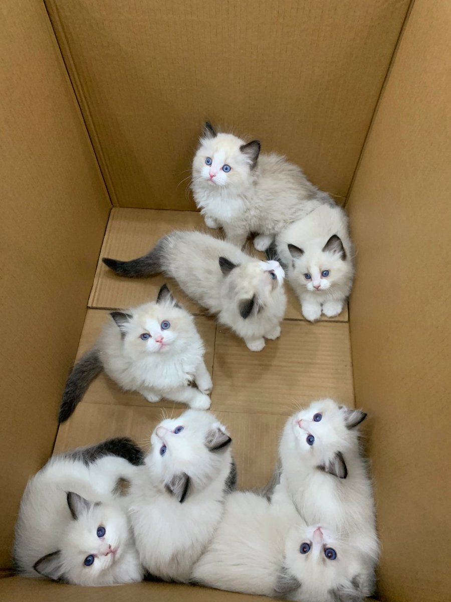 Codiecewser's tweet image. 耳元で雪が降る音が聞こえてくるような気がする。❄️👂🐈