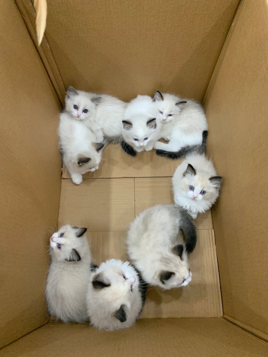 Codiecewser's tweet image. 耳元で雪が降る音が聞こえてくるような気がする。❄️👂🐈