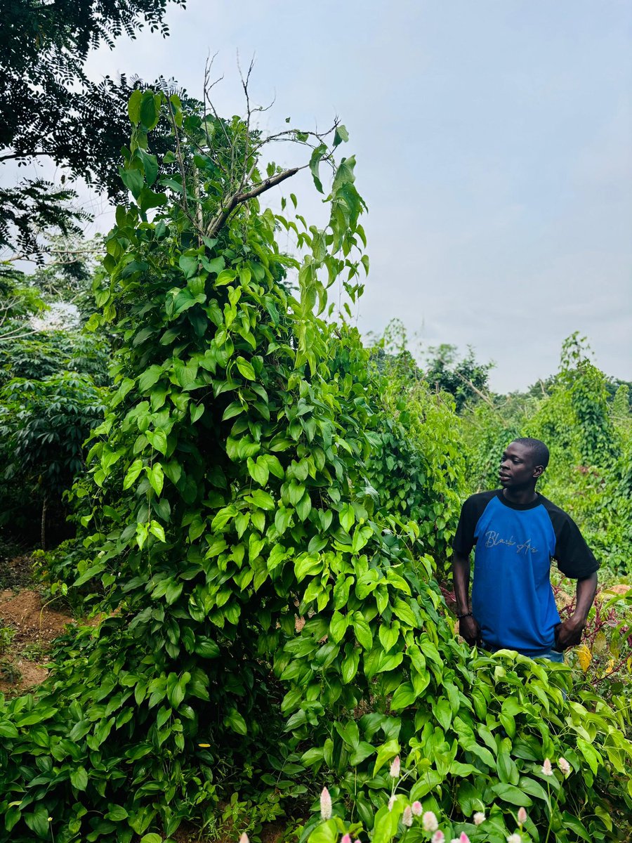 TGIF 🕋 🕌 🎉
#Agriculture Is The Heartbeat Of Humanity, Feeding Every Soul Yet Often Taken For Granted. Every Meal On Your Table Traces Back To The Soil And The Hands Of Farmers. Without Agriculture, No Nation Can Stand. This Friday, Let’s  Support The Sector That Sustains Life