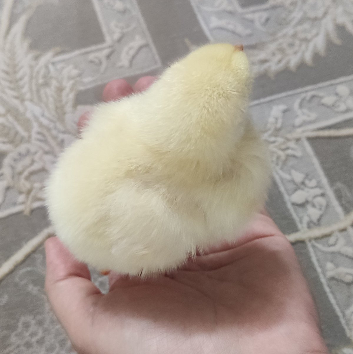 من دیگه واقعا nmt😭✨