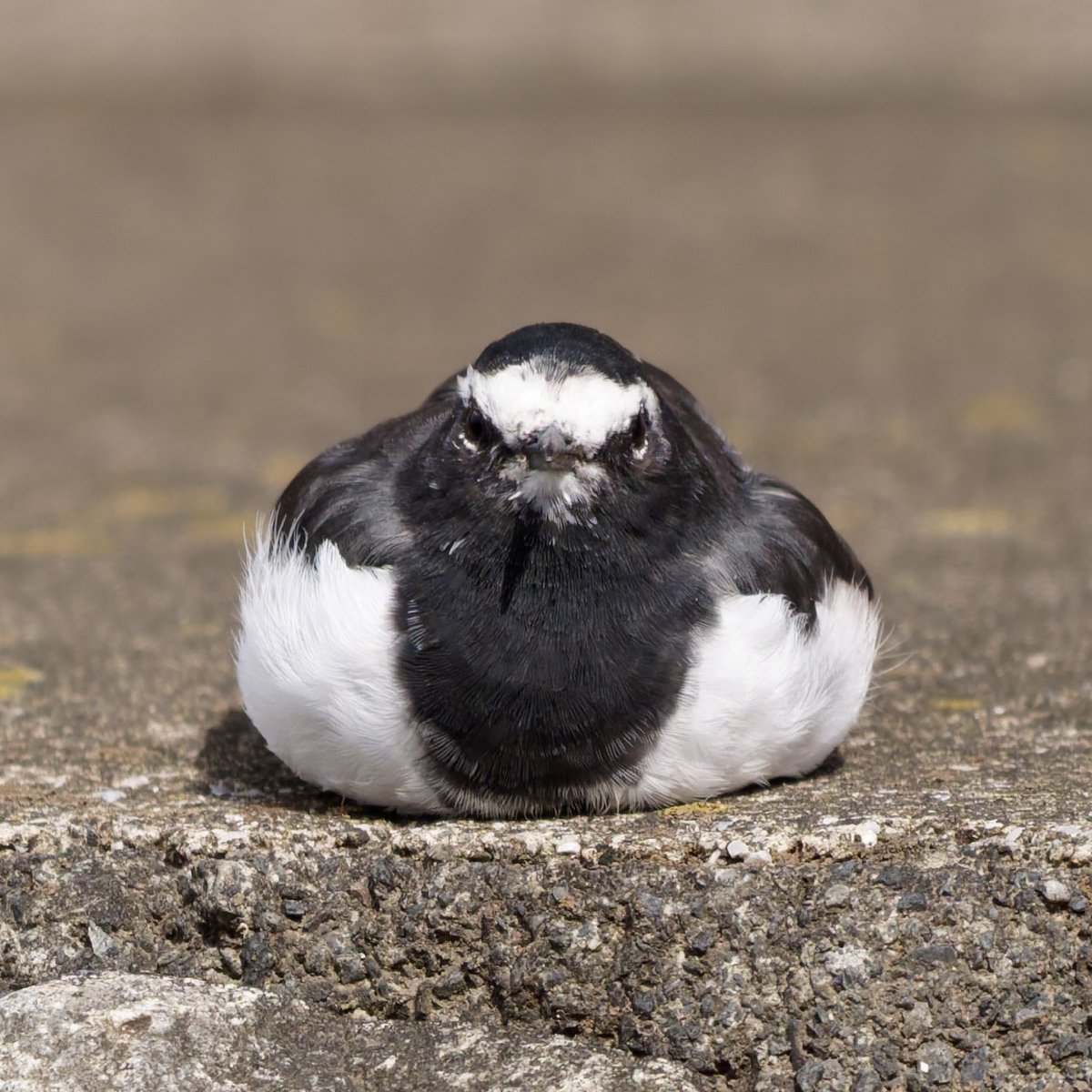 しうぽーにゅ on X: 