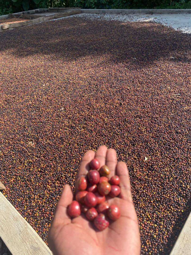 Muganzisecure's tweet photo. YOUTH IN COFFEE, THIS IS OUR TIME!

Are you a young person interested in coffee farming, joint ventures, or partnerships in the coffee value chain? 

Then don’t miss out we’re building a Youth-Led, Land-Owned Coffee Alliance and you NEED to be part of it!

📅 TODAY at 8:00 PM

We’re meeting online to talk opportunities, share ideas, and start something BIG together.
👉 Click here to join the meeting: 

https://t.co/frqc3aJltK set a reminder so that you don’t miss out on the meeting 

And guess what? We also created a WhatsApp group so you never miss updates, trainings, and partnership opportunities. Join the movement here: 

https://t.co/RNSHziEIRS

Let’s rise, connect, and OWN the future of coffee not tomorrow, but starting TODAY! 

A lot of issues to be discussed and addressed ranging from what it takes to run a Sucess coffee business along the value chain . How to forge partnerships in the coffee industry, the future of joint ventures in the industry and also the official introduction of a youth owned and led alliance aimed at supporting snd promoting youth involvement in the sector 

See you there as I will personal host the meeting 

Let’s share as much as we can to our circles for there is a youth out there  that would benefit from this opportunity 

#YouthInCoffee #CoffeeAlliance #YoungFarmers