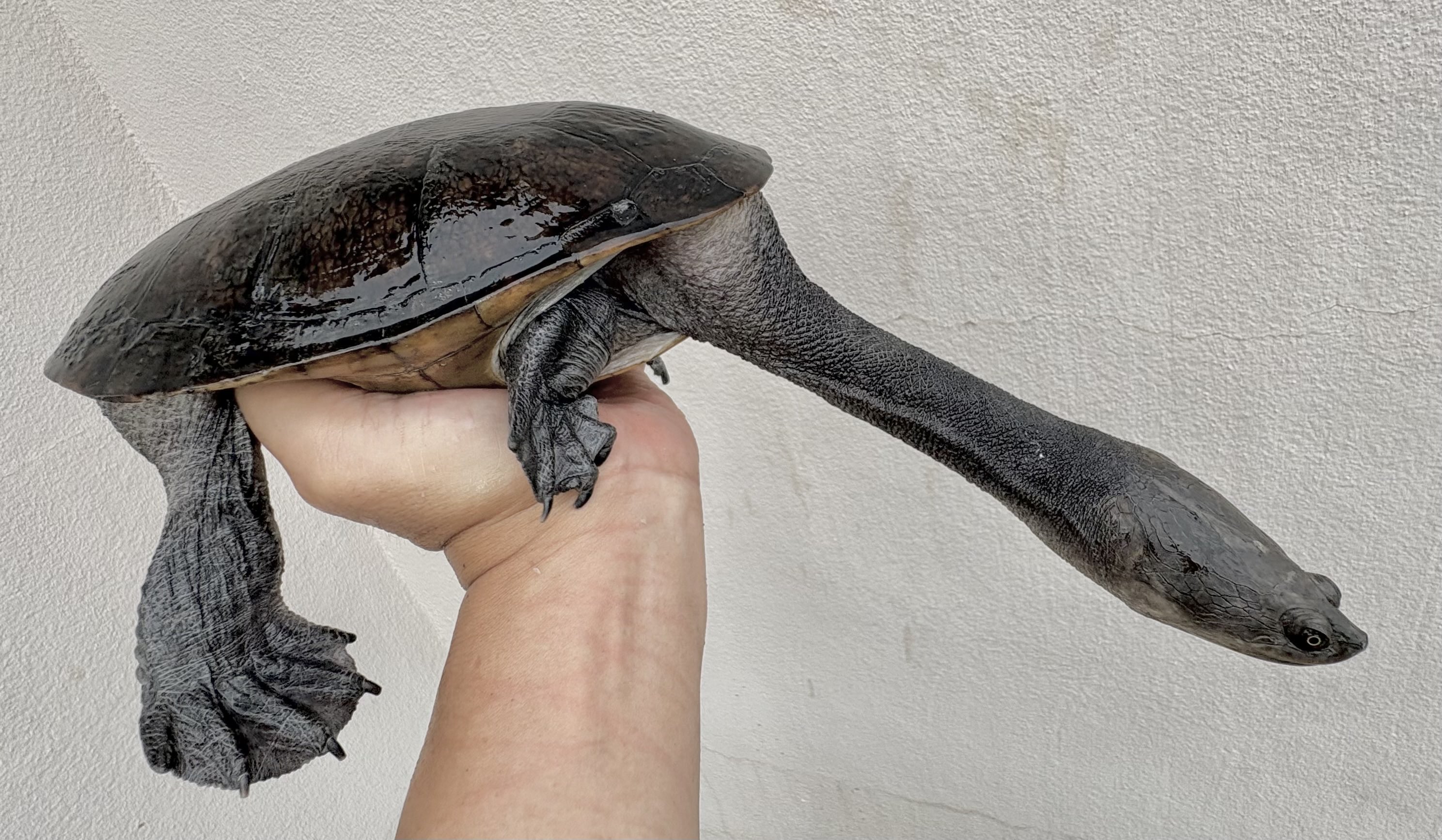 艶やかな中型カメ 艶やかな中型カメ 艶やかな中型カメ DEFREP (@kame_defrep) / X