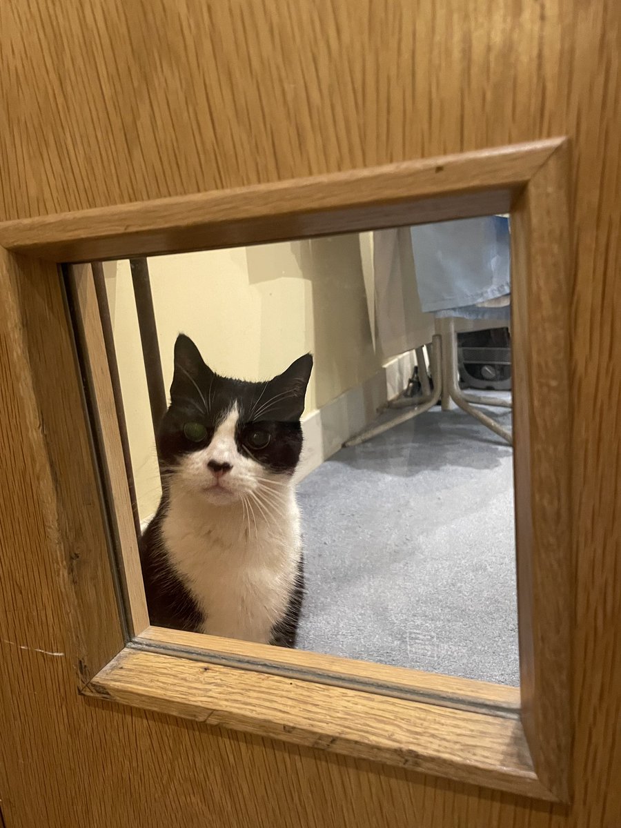 CatSpecr's tweet image. #FridayThoughts what are you doing on that side!