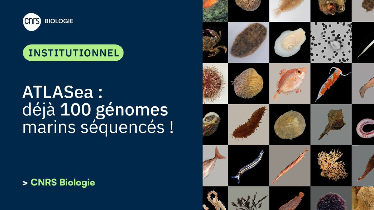 CNRSbiologie's tweet image. #Institutionnel 🧬 | En septembre 2025, le programme de recherche ATLASea a franchi la barre des 100 génomes marins séquencés ! 

#PEPR #France2030

▶️ insb.cnrs.fr/fr/cnrsinfo/at…