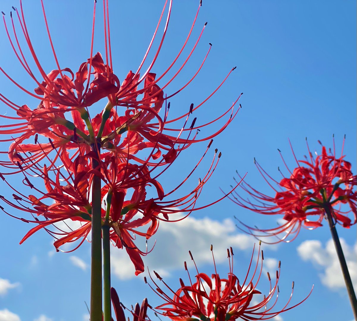 かおりん (@ndL4gJUZ0372er5) / Posts / X