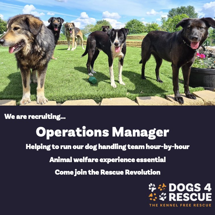 Dogs4Rescue's tweet image. A fantastic paid opportunity to work at our kennel-free rescue 👀🐕🐕🐕

Operations Manager at our Irlam site working with our wonderful dog handling team. 

You must have animal welfare experience and people leadership skills. You must be comfortable around dogs as you’ll be in…