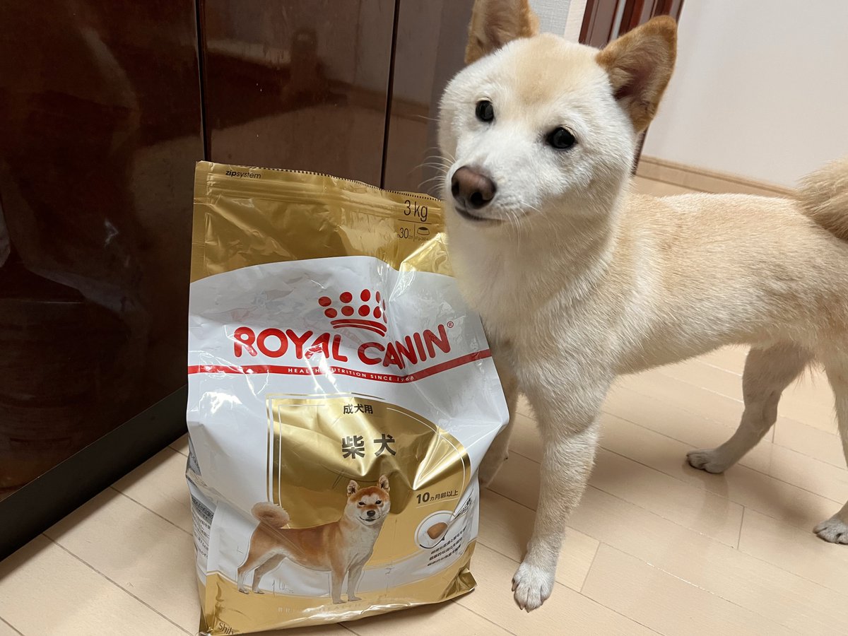 今月で1歳になるからフードを変えた。
何でも食べるから食いつきもいつも通りとても良い。