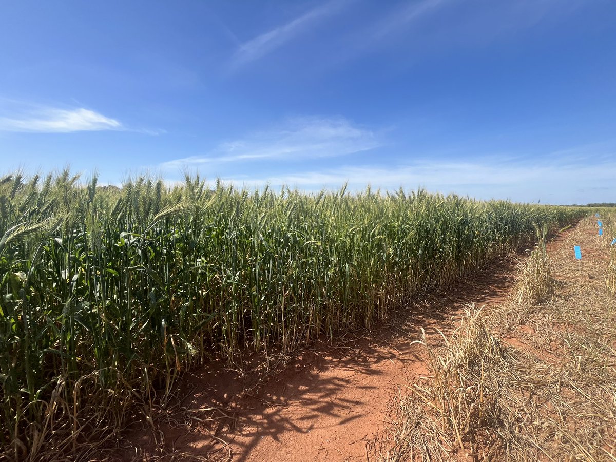 Making money might start looking different soon..!
Super quick genetics give us some pretty handy levers to pull, especially with systems RnD on NUE. 
150% NUE will challenge our understanding of N